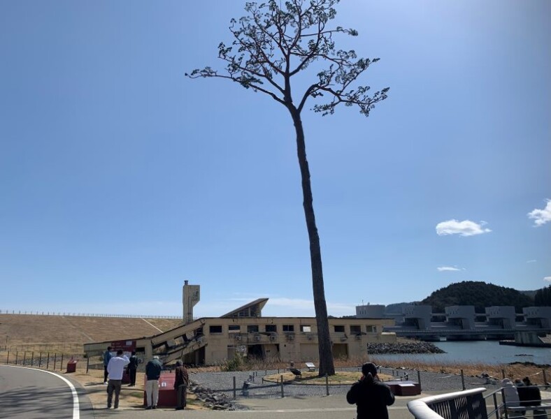 奇跡の一本松