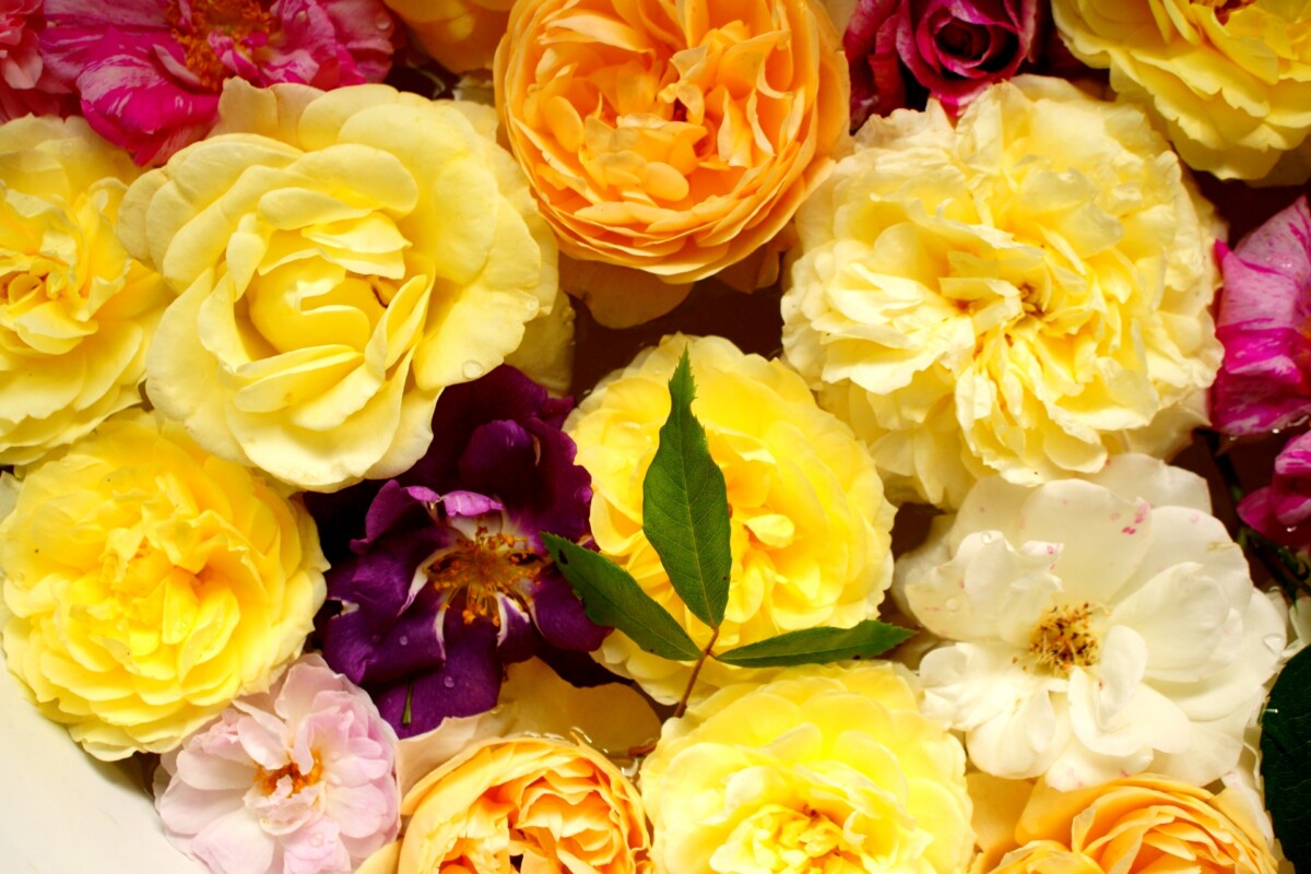 rose