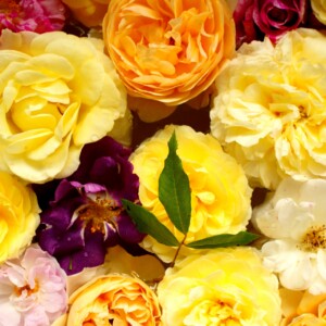 rosa