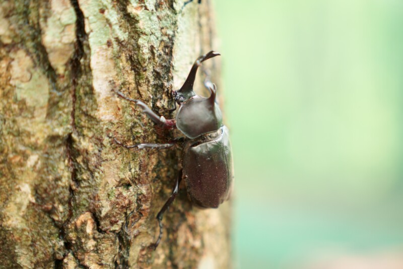 beetle