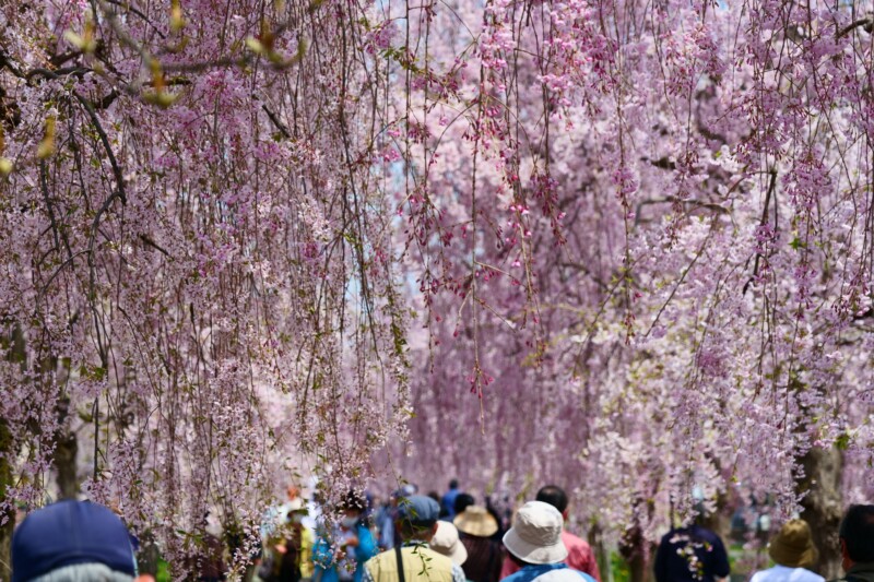 Chunichi Line Memorial Bicycle and Pedestrian Path