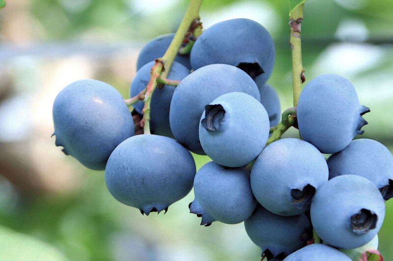 blueberry