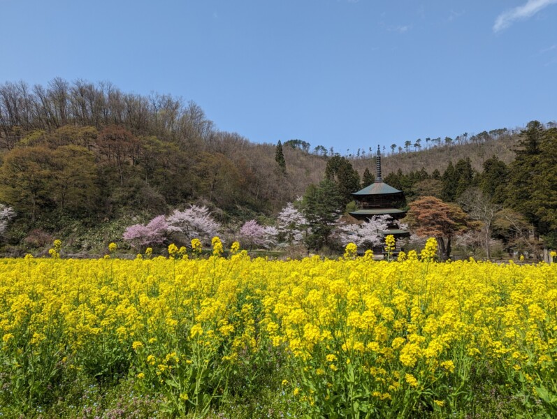 春の安久津八幡神社三重塔