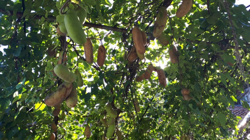 Akebia being cultivated