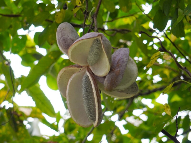 Akebia growing wild