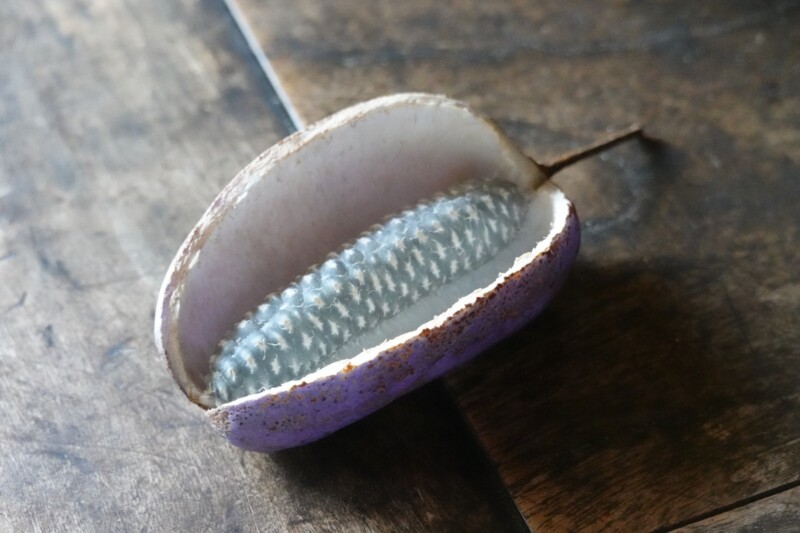 Akebi pulp