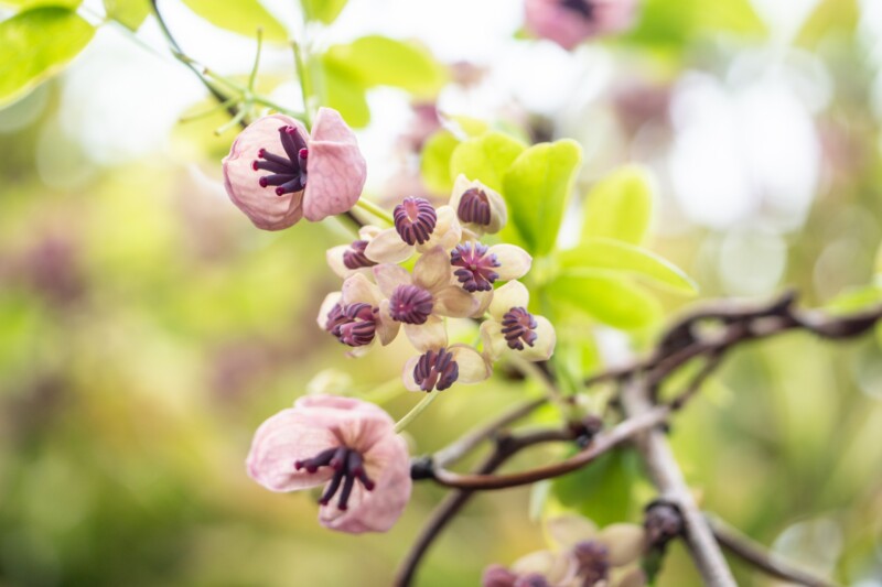 Akebia flowers and buds