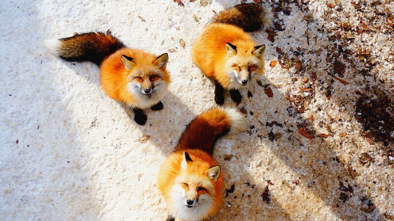 Trois renards