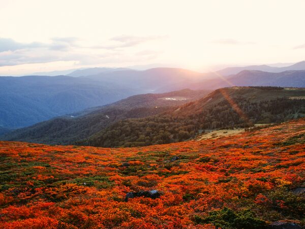 八幡平的秋叶