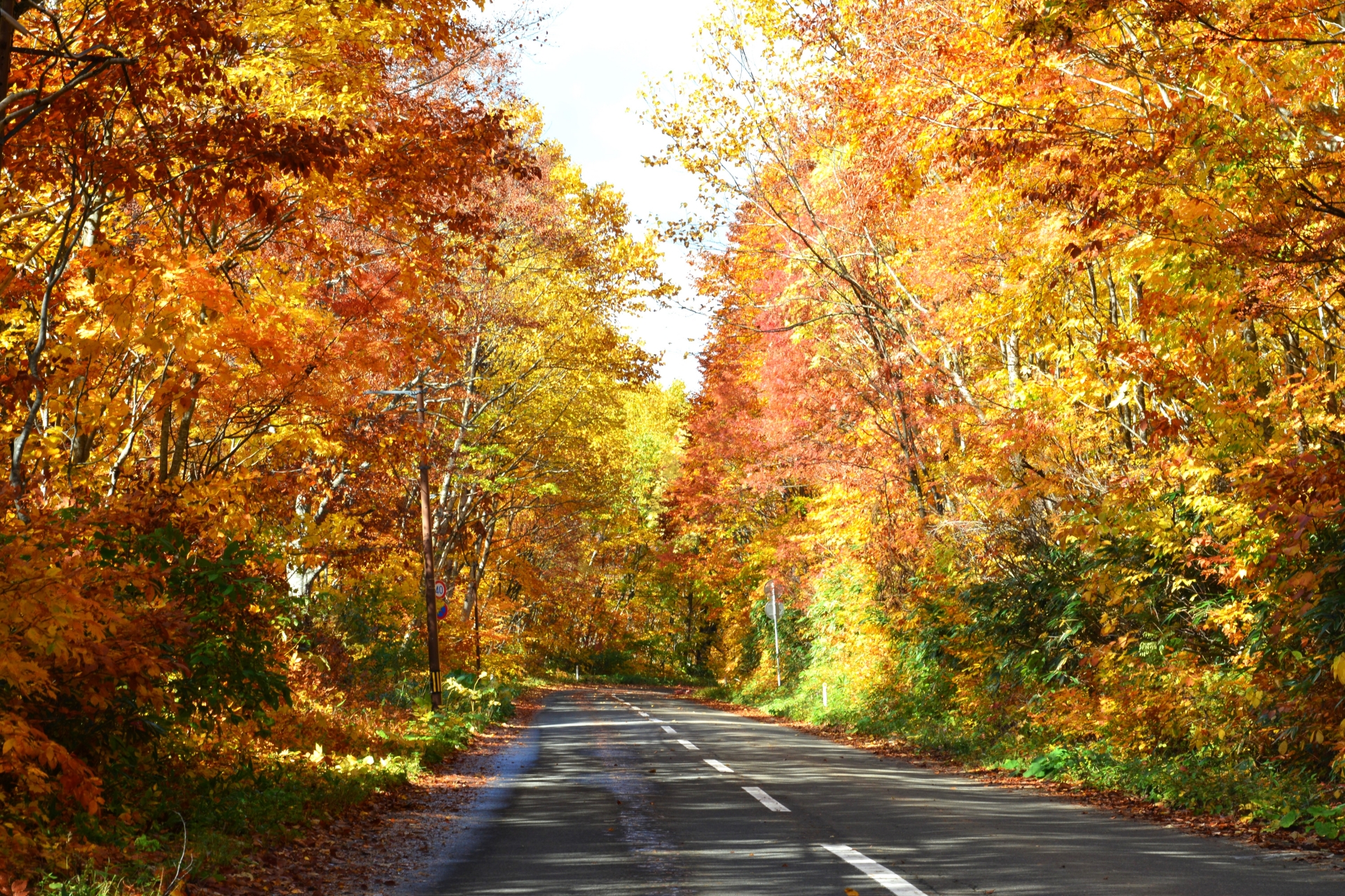 八幡平アスピーテラインの紅葉