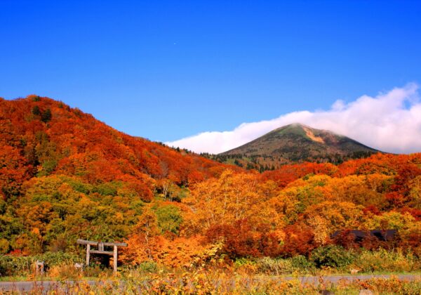 八甲田酸汤温泉的红叶