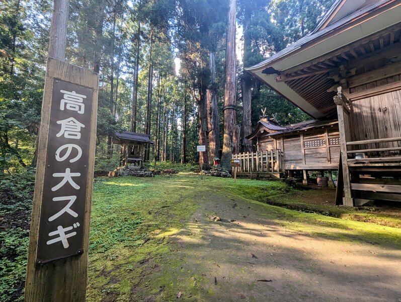 Le grand cèdre de Takakura