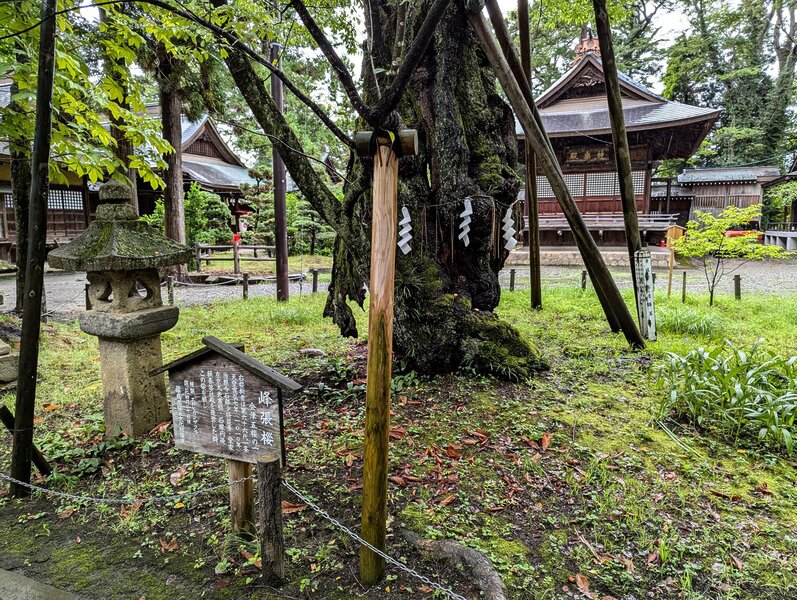 Minehari Sakura