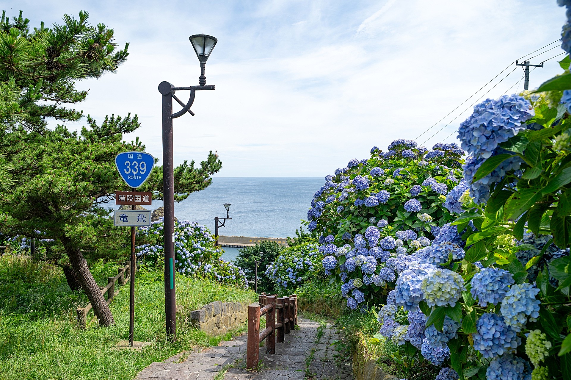 Staircase surrounded by hydrangeas, halfway up National Route 339