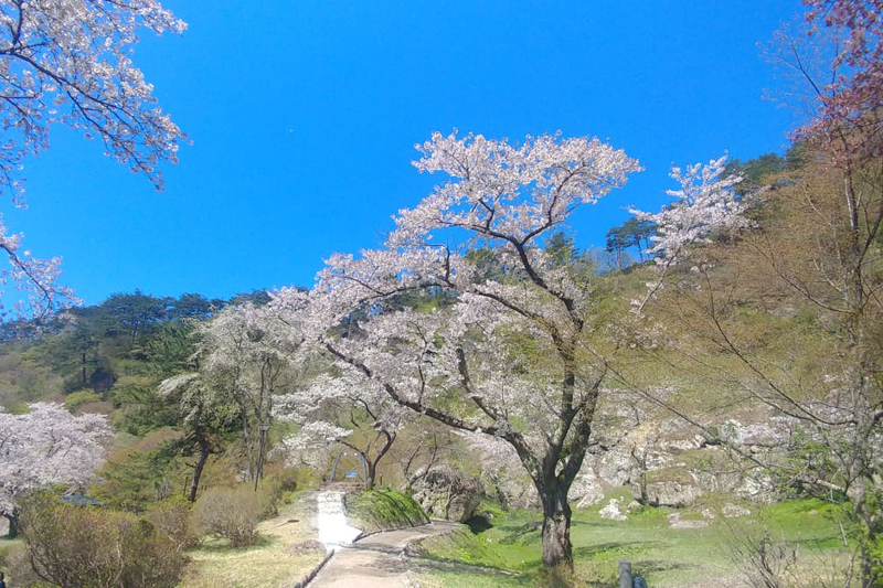 Kimimachi Saka