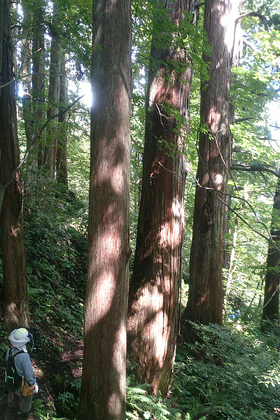 Akita cedar