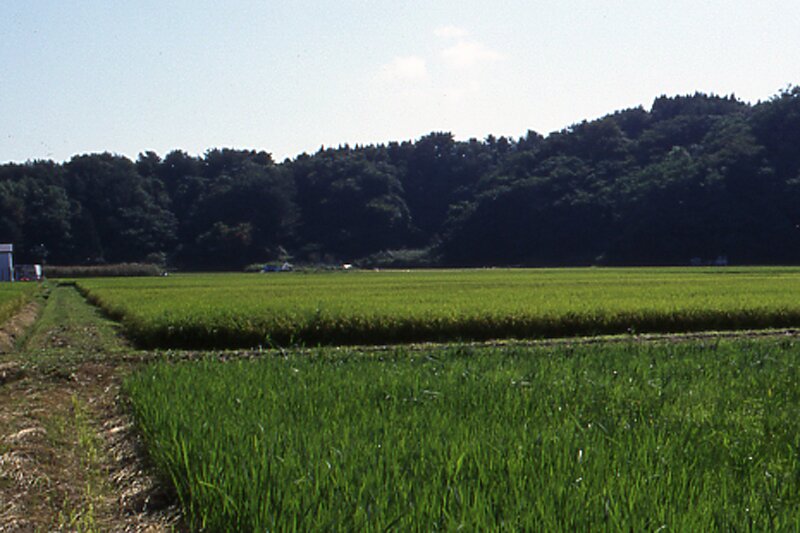 大館跡