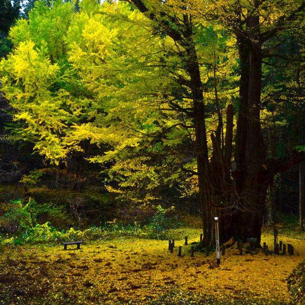Ginkgo on the milk pillar
