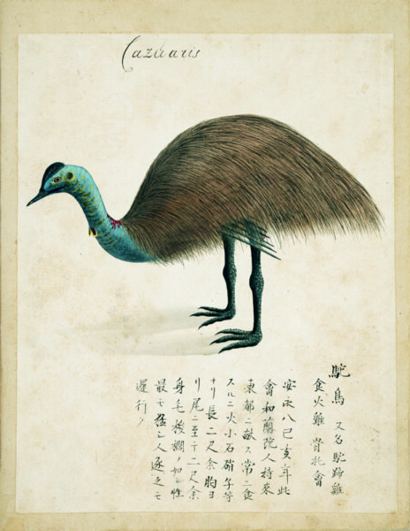 Odano Naotake