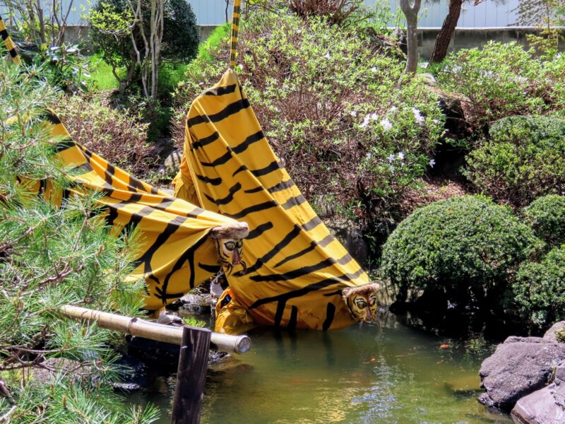 Tiger dance is shown in the garden of Nakayu Sake Brewery ②