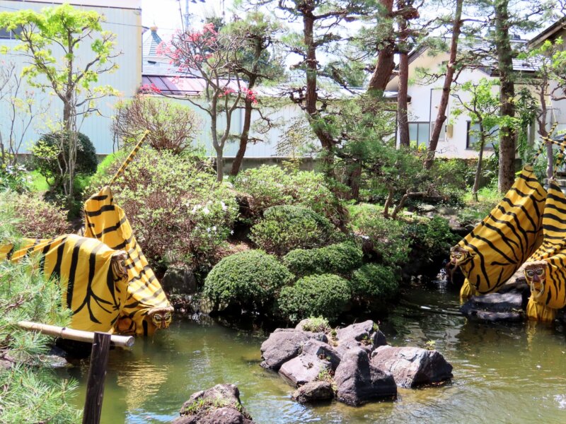 Tiger dance is shown in the garden of Nakayu Sake Brewery