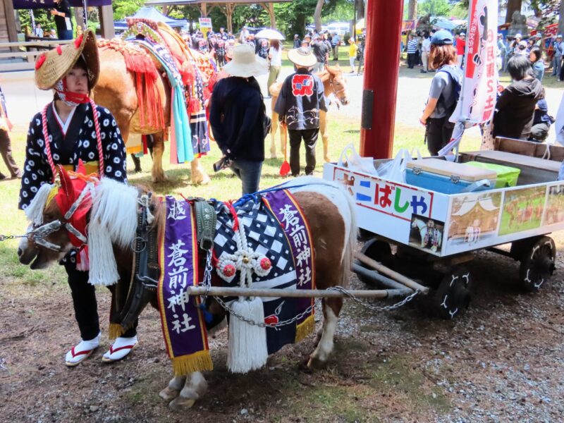 Sesión fotográfica de caballos de Chagu Chagu (2025.06.13) ④