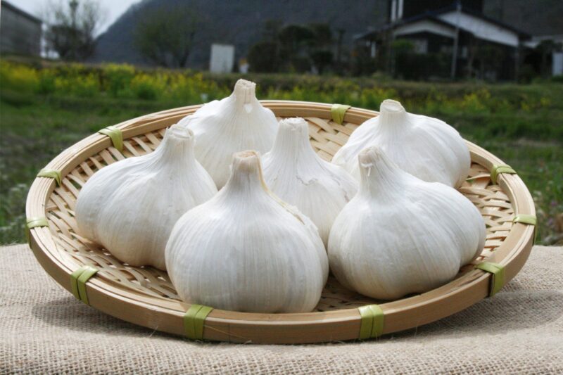 Fukuchi Blanc