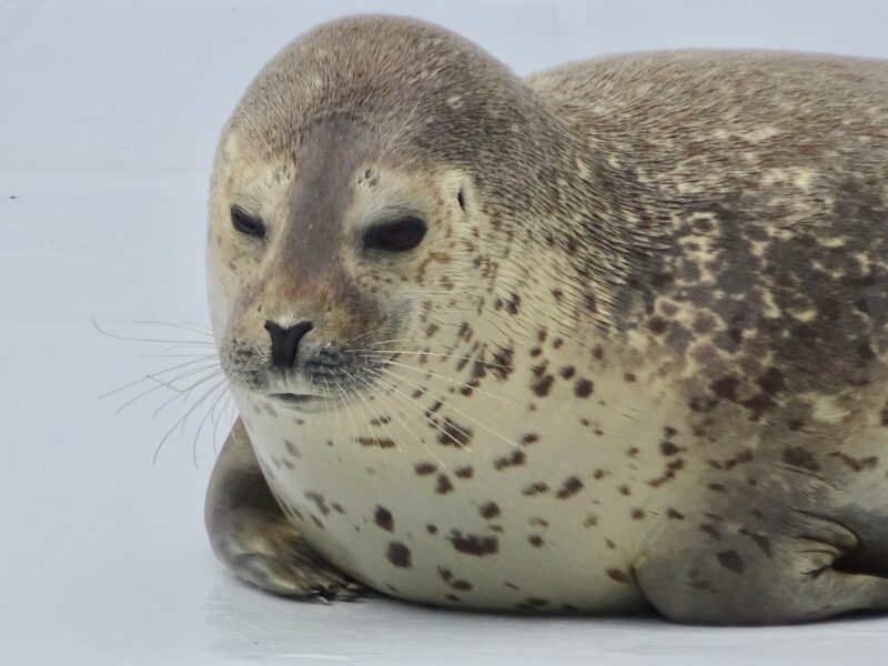 Seal