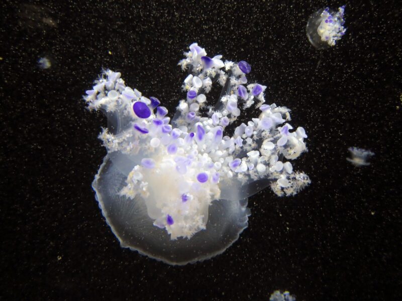 Warbler jellyfish at Kamo Aquarium