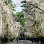 Samurai Mansion Cherry Blossoms_Tazawako Kakunodate Tourist Association