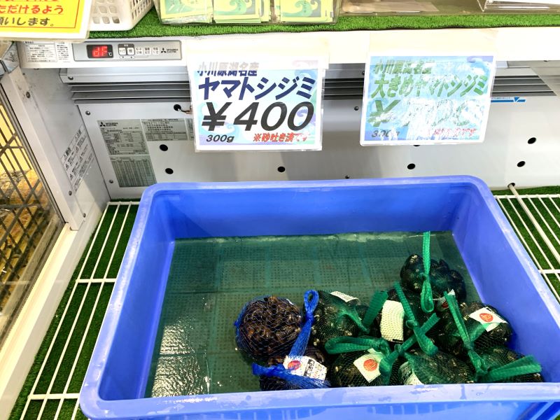 Yamato Shijimi