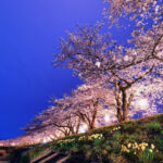 Cherry blossoms on the Hinokiuchi River Dynasty Night Cherry blossoms_Akita Fan