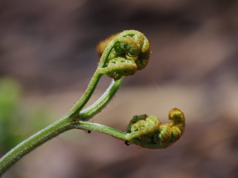 Brotes de helecho