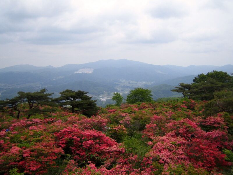 高芝山的杜鹃花