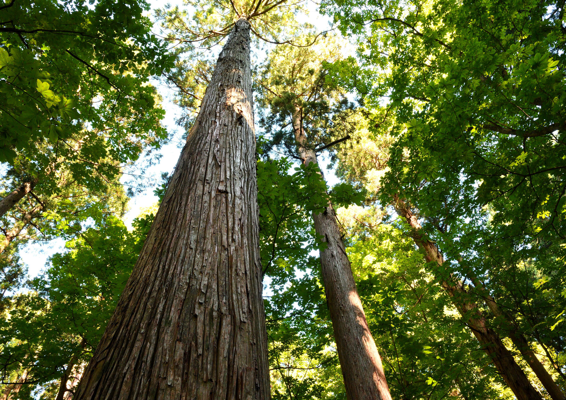 天然秋田杉を見に行こう【1】ひときわ目立つ天然秋田杉