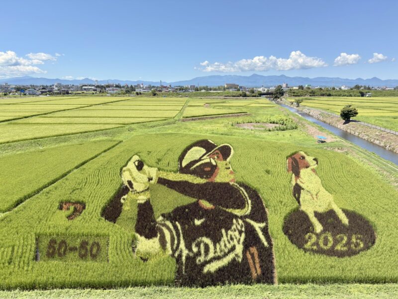 Art des rizières d'Atoroi
