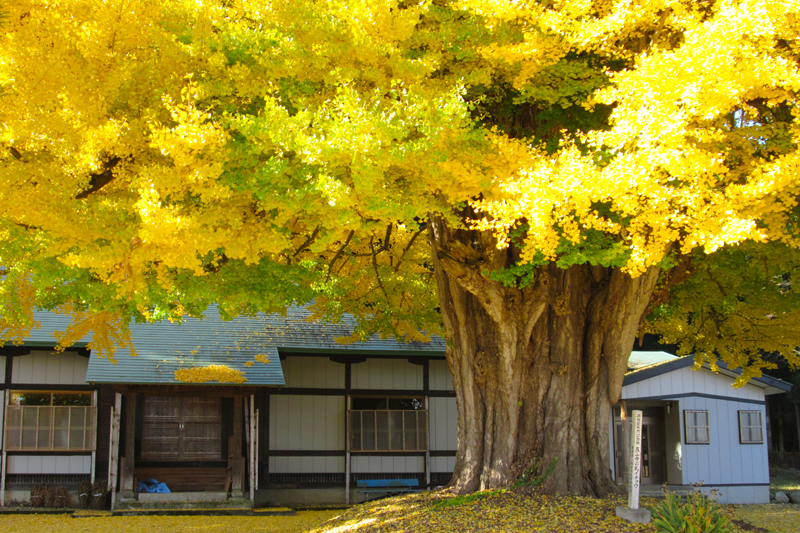 Árbol de ginkgo de leche en el templo Shinzanji
