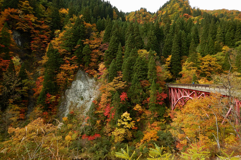 Bosque escénico de Tara Gorge