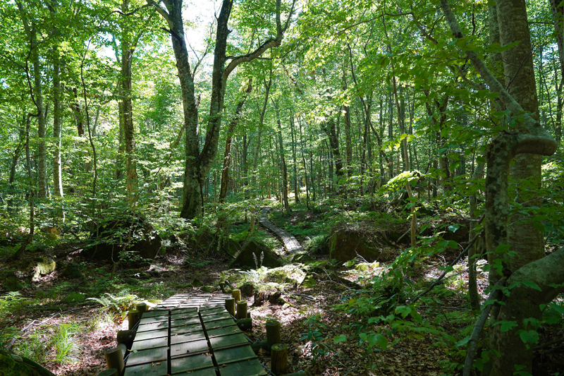 Bosque de observación y educación de la naturaleza de Taketai