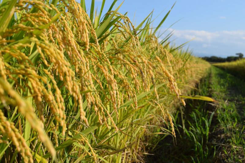rice