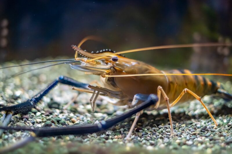 Crevette géante d&#39;eau douce