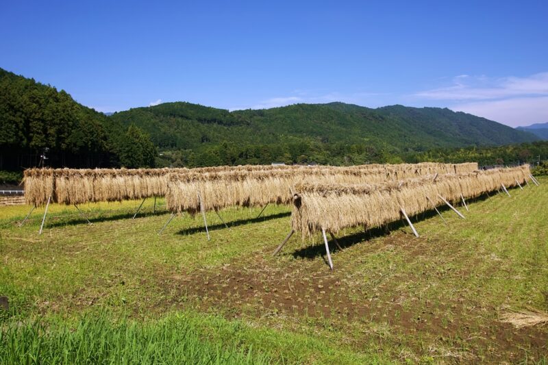 Rice racking