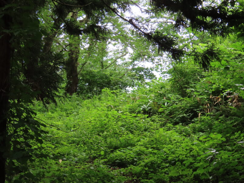 Ruinas del castillo de Ono