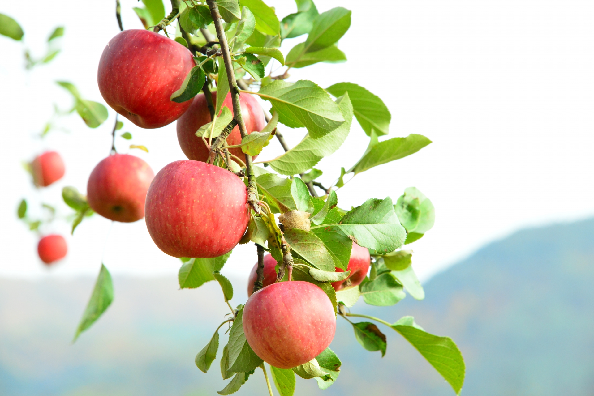 猩红长袍（苹果）