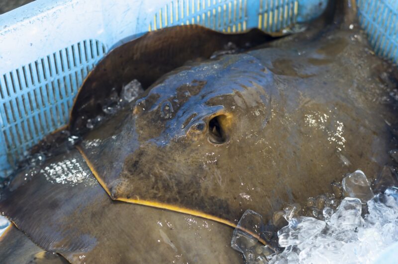 水揚げされたエイ