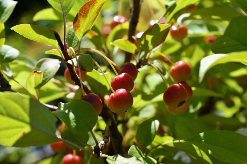 Miyamakaido (Miyama Kaidou), a type of Japanese apple