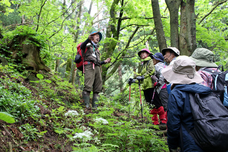 春日里，不妨前往高岳，体验里山徒步之旅。