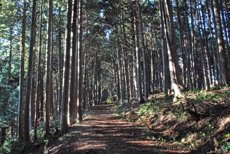 Forêt récréative naturelle de Choboyama