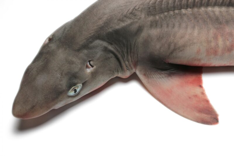 アブラツノザメ