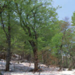 Become friends with the forest! Protecting Akita's forests and passing them on to the next generation at the Akita Forest Creation Activity Support Center Shirakami-Sanchi Beech Forest - Akita Forest Creation Activity Support Center